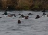 Shoveler at Paglesham Lagoon (Steve Arlow) (173670 bytes)